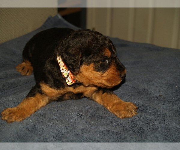 Medium Photo #3 Airedale Terrier Puppy For Sale in CHARLESTOWN, IN, USA