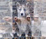 Puppy Puppy 3 Alusky