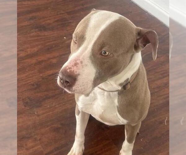 Medium Photo #1 American Staffordshire Terrier-Unknown Mix Puppy For Sale in San Antonio, TX, USA