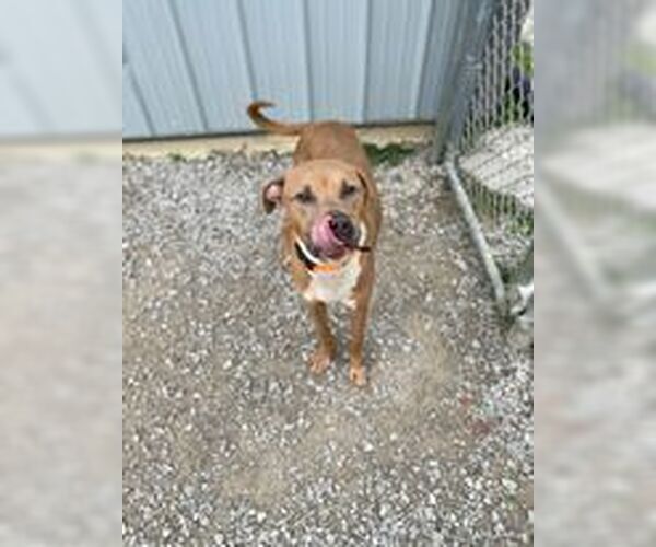 Medium Photo #3 Boxer-Unknown Mix Puppy For Sale in Evansville, IN, USA