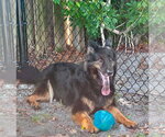 Small #14 German Shepherd Dog