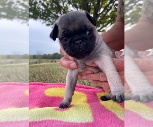 Pug Puppy for sale in TURNERS STATION, KY, USA