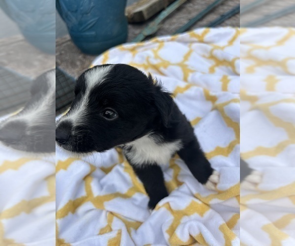 Medium Photo #9 Miniature Australian Shepherd Puppy For Sale in BUSH, LA, USA