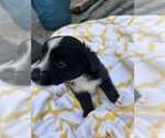 Small Photo #9 Miniature Australian Shepherd Puppy For Sale in BUSH, LA, USA
