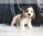 Small #3 Cocker Spaniel