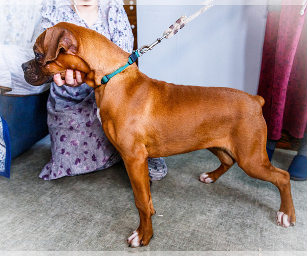 Medium Photo #4 Boxer Puppy For Sale in WAKARUSA, IN, USA