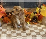 Max - Male Cavapoo (Miniature) Puppy for Sale - Photo #3