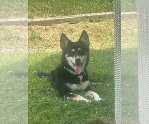 Siberian Husky Dogs for adoption in Mouth Of Wilson, VA, USA