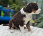 Small #2 Aussie-Poo-Miniature Bernedoodle Mix