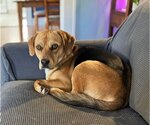 Small Photo #7 Beagle Puppy For Sale in Valrico, FL, USA