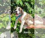 Small Beagle-Catahoula Leopard Dog Mix