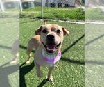 Small Chinese Shar-Pei Mix