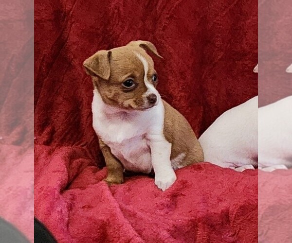 Medium Photo #21 Chihuahua Puppy For Sale in RUSTBURG, VA, USA