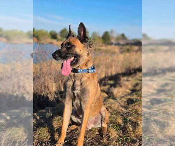 Medium Photo #11 German Shepherd Dog-Unknown Mix Puppy For Sale in Imlay City, MI, USA