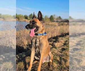 Arthur - Located in OK - Male German Shepherd Dog-Unknown Mix Dog for Adoption - Photo #11