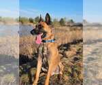 Small #10 German Shepherd Dog Mix
