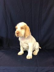 Spinone Italiano Puppy for sale in CLEVELAND, OH, USA