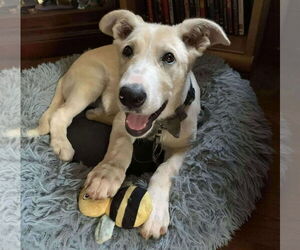 Labrenees Dogs for adoption in Princeton, MN, USA