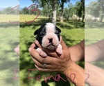 Small Photo #20 Boston Terrier Puppy For Sale in COTTONWOOD, CA, USA