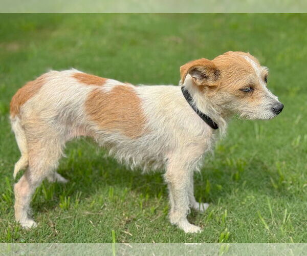 Medium Photo #4 Mutt Puppy For Sale in PIPE CREEK, TX, USA
