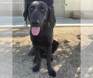 Labrador Retriever-Unknown Mix Dogs for adoption in Riverside, CA, USA