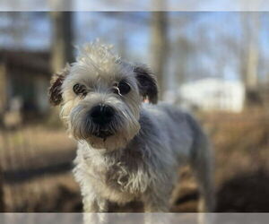 Poodle (Miniature)-Unknown Mix Dogs for adoption in New York, NY, USA