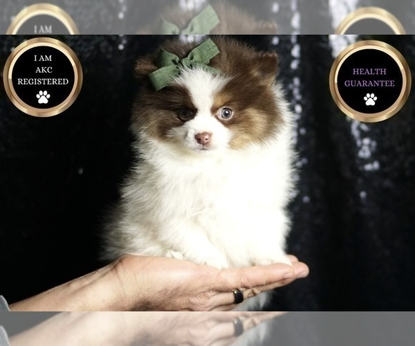 Medium Photo #1 Pomeranian Puppy For Sale in WARSAW, IN, USA