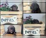 Small #1 Labrador Retriever