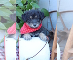 Small Photo #6 Golden Retriever Puppy For Sale in ROCKY MOUNT, VA, USA
