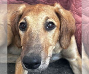 Greyhound-Saluki Mix Dogs for adoption in Laramie, WY, USA