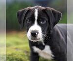 Small #2 Labrador Retriever Mix