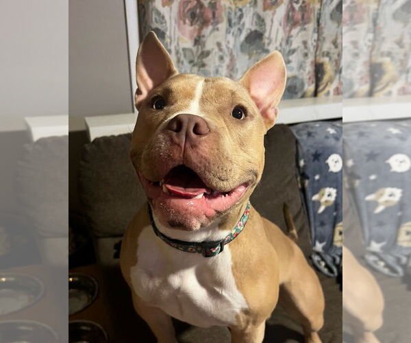 Medium Photo #14 American Pit Bull Terrier-Unknown Mix Puppy For Sale in Grafton, WI, USA