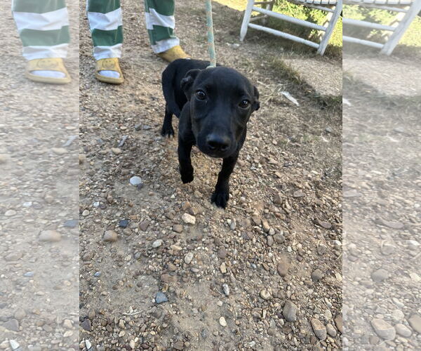 Medium Photo #2 Dachshund-Unknown Mix Puppy For Sale in Jackson, MS, USA