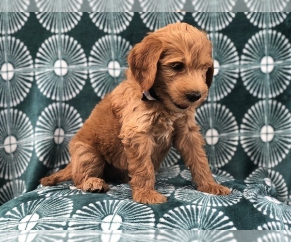 Medium Photo #15 Goldendoodle-Poodle (Standard) Mix Puppy For Sale in LAKELAND, FL, USA