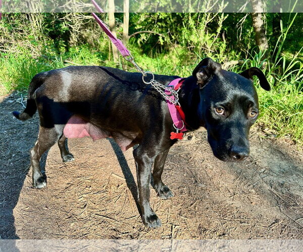 Medium Photo #7 Labrador Retriever-Unknown Mix Puppy For Sale in San Diego, CA, USA