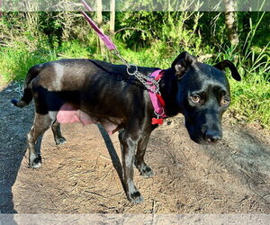 Marilynn - Female Labrador Retriever-Unknown Mix Dog for Adoption - Photo #3
