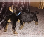 Small Photo #7 Airedale Terrier Puppy For Sale in MOSCOW, ID, USA