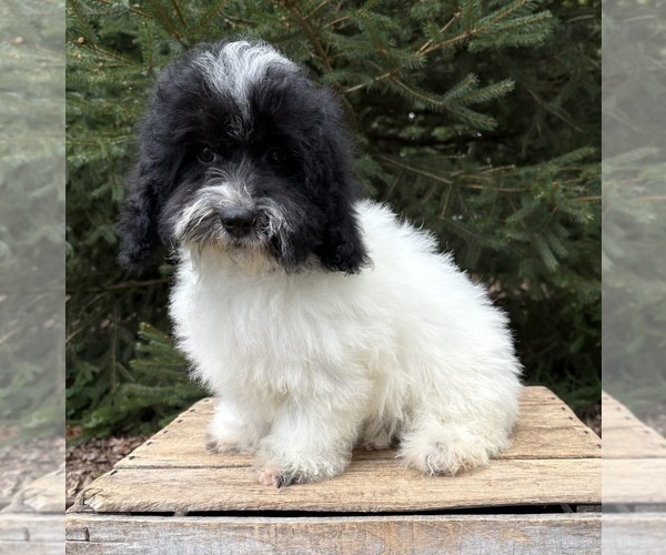 Medium Photo #2 Havapoo Puppy For Sale in MIDDLEBURY, IN, USA