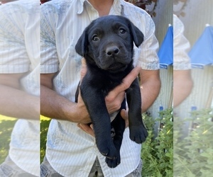 Labrador Retriever Puppy for sale in MONROE, WA, USA