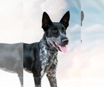 Small #1 Australian Kelpie-Pointer Mix