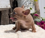 Small Photo #68 French Bulldog Puppy For Sale in GOSHEN, IN, USA