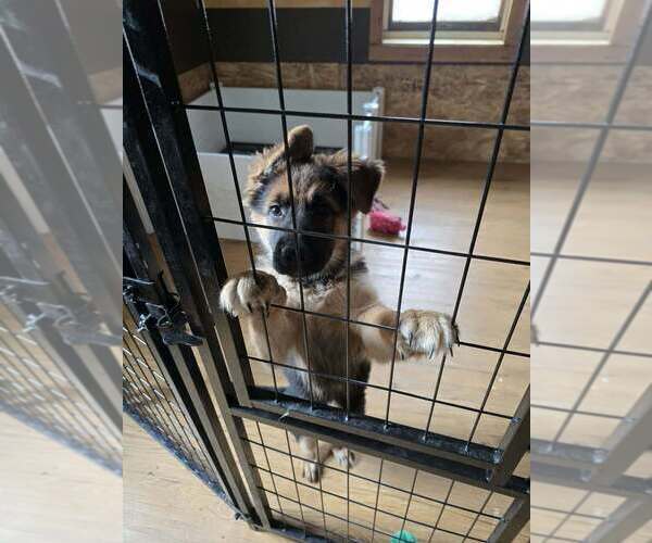 Medium Photo #3 German Shepherd Dog Puppy For Sale in LA FAYETTE, NY, USA