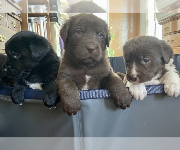 View Ad Labrador RetrieverNewfoundland Mix Litter of Puppies for Sale