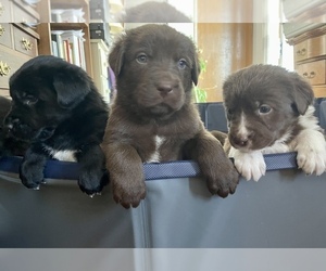 Labrador Retriever-Newfoundland Mix Puppy for sale in WAPATO, WA, USA