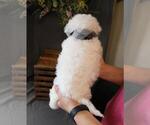 Small #1 Bichon Frise