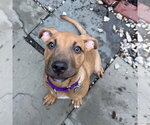 Small Photo #5 Mutt Puppy For Sale in Boston, MA, USA