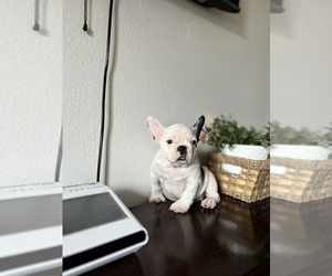 French Bulldog Puppy for sale in SANTA ANA, CA, USA