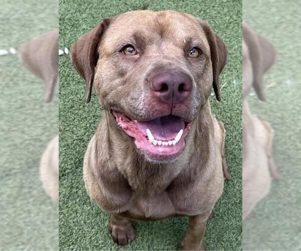 Medium Photo #1 Labrador Retriever Puppy For Sale in Newton, NC, USA