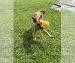 Small #3 German Shepherd Dog Mix