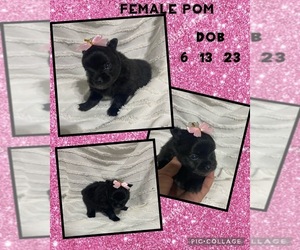 Pomeranian Puppy for sale in COLMESNEIL, TX, USA